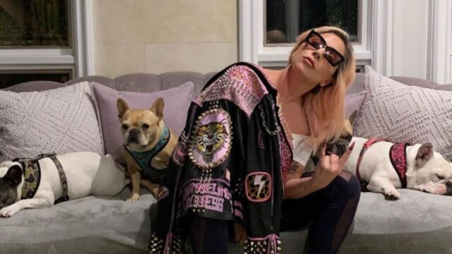 condannato uomo sparò dog sitter cani lady gaga